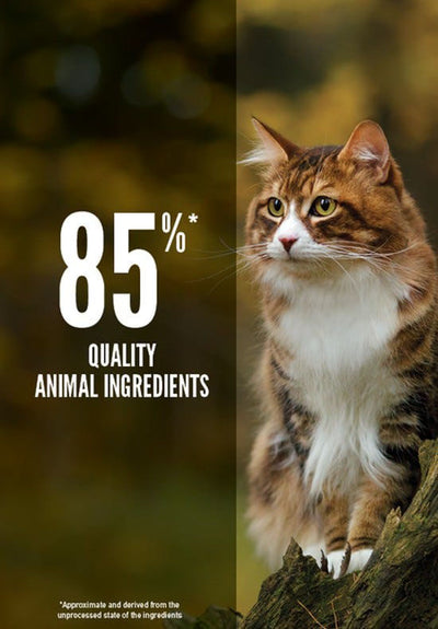 Orijen Regional Red Grain Free Biologically Appropriate Cat Food