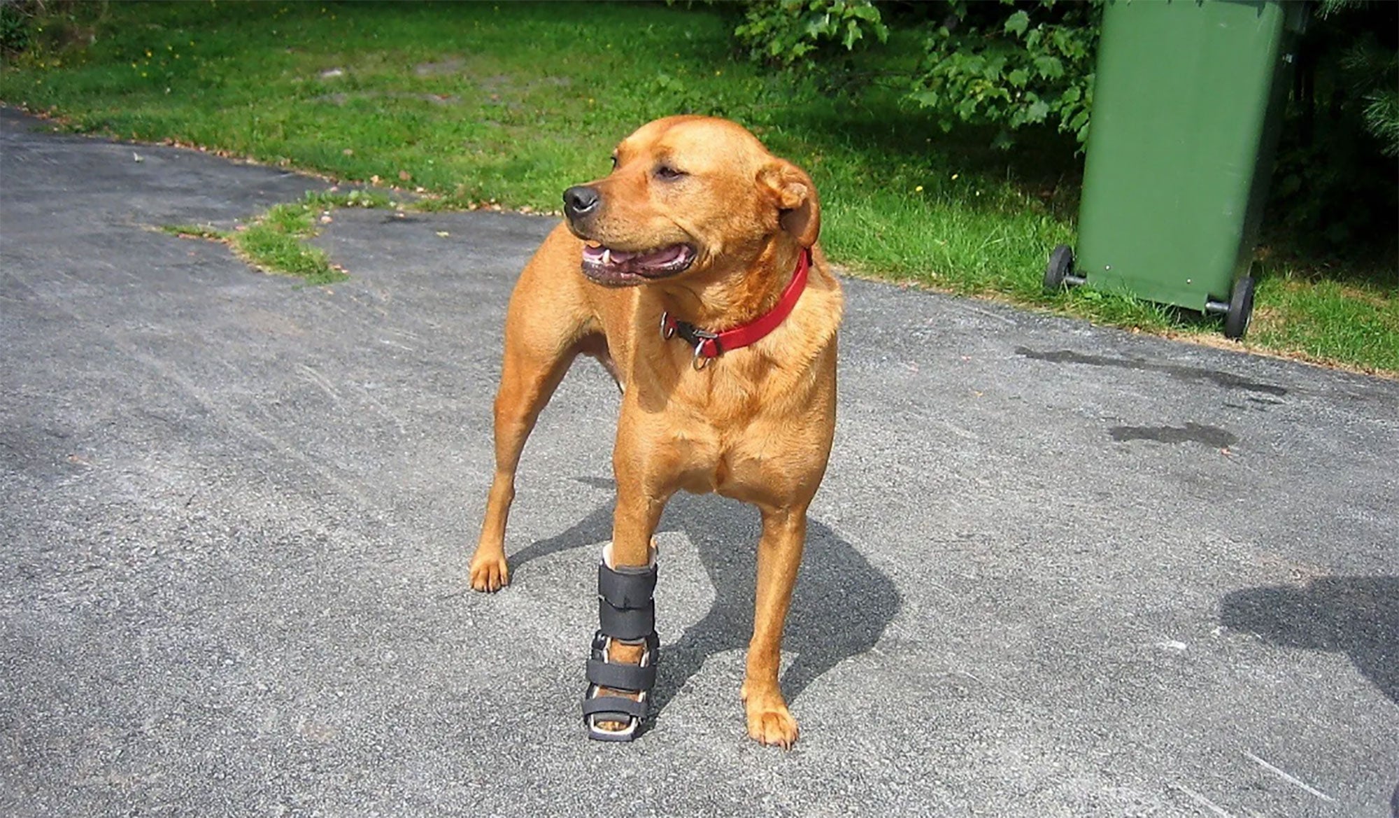 Wheelchairs, Braces, etc for Handicapped, Elderly or Injured Pets