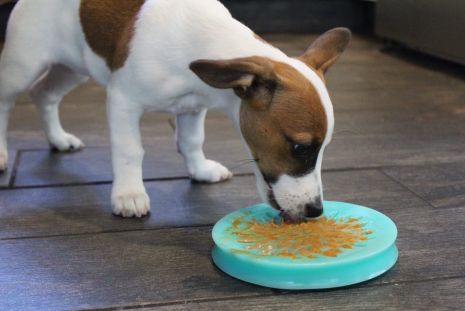 Tall Tails Lickable Reward Dish