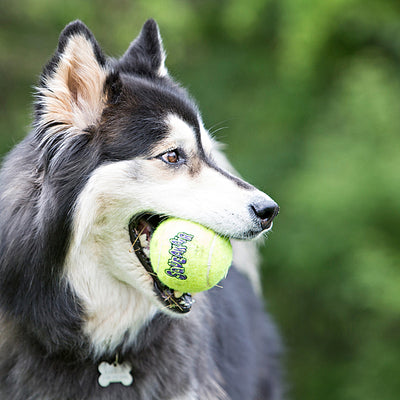 Kong Squeak Tennis Ball