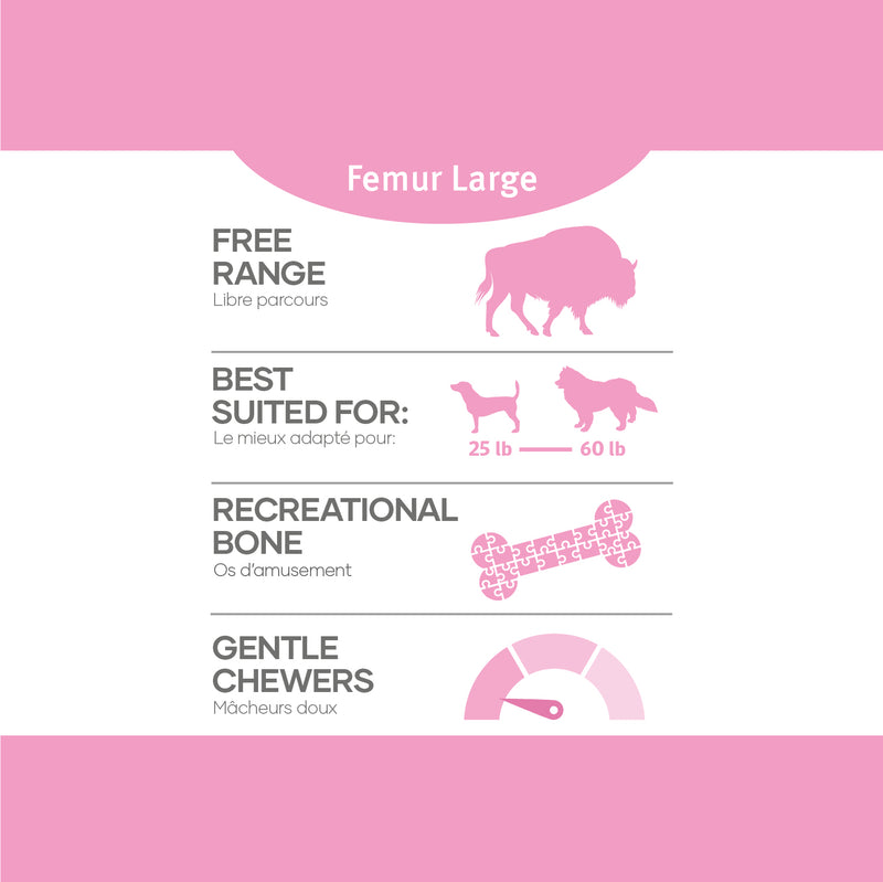 Red Dog Bison Bones - Large Femur